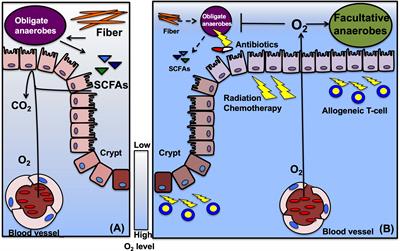 Crosstalk Between Intestinal Microbiota Derived Metabolites and Tissues in Allogeneic Hematopoietic Cell Transplantation